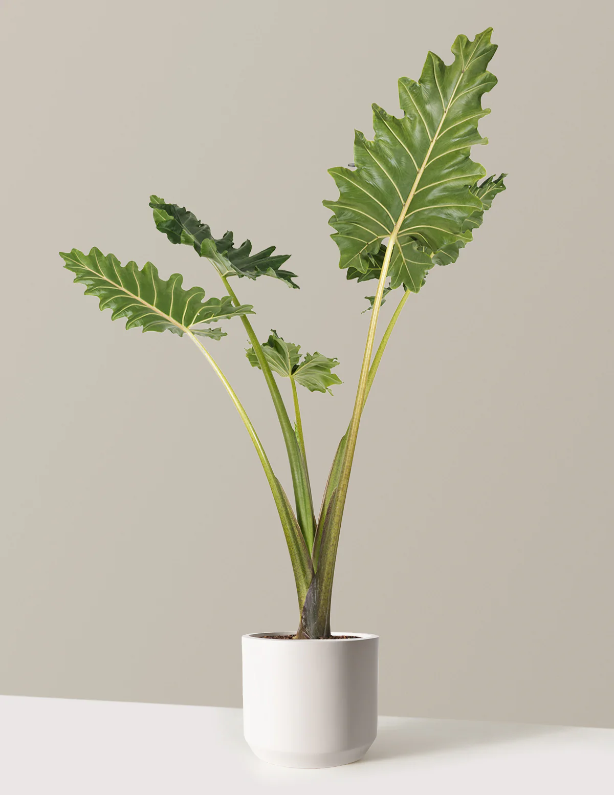 Image of Alocasia Portora