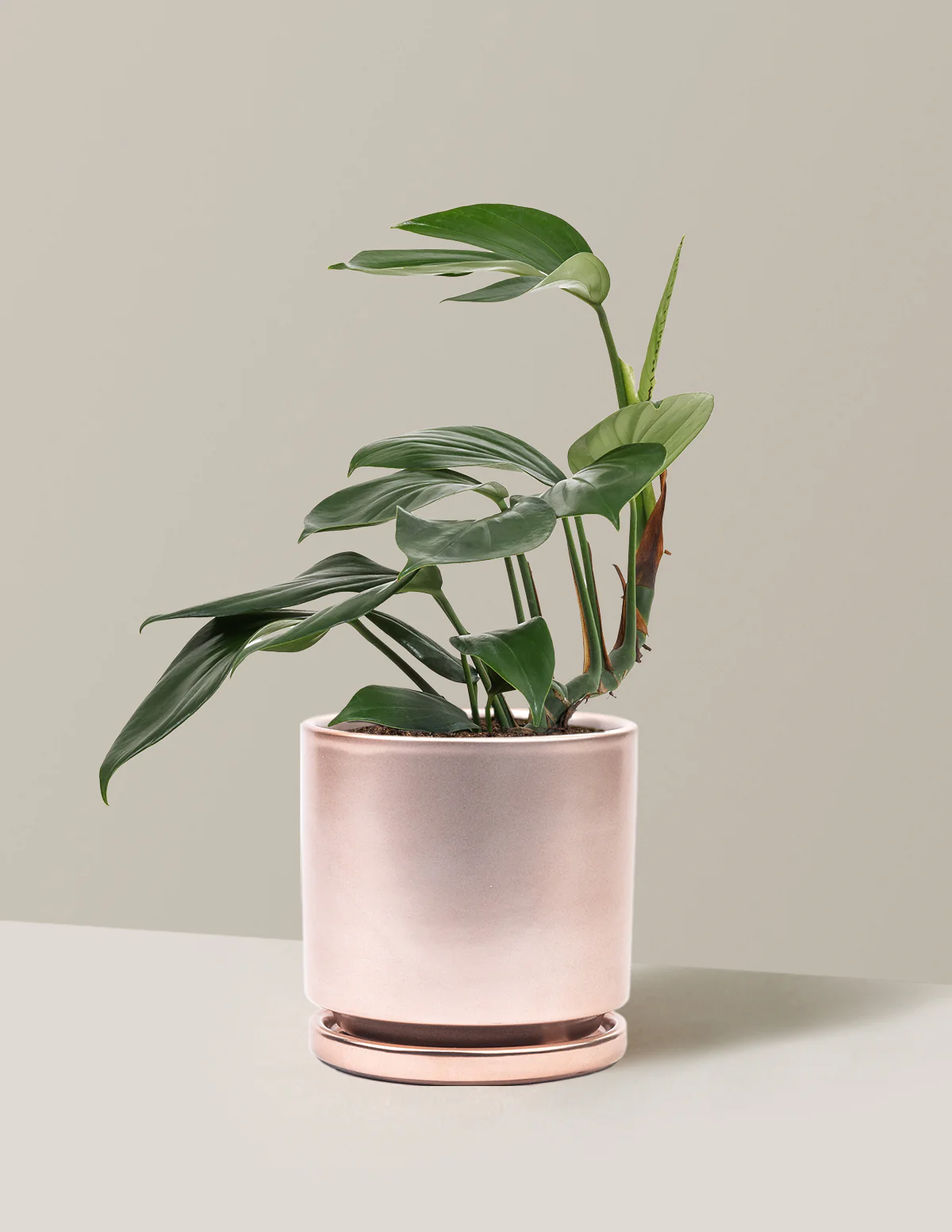 Image of Dragon Tail Plant