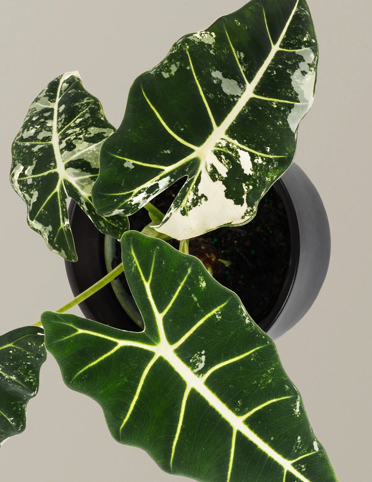 Image of Alocasia Frydek Variegated