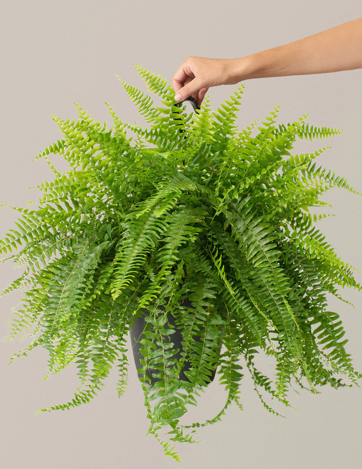 Image of Large Boston Fern Hanging Basket