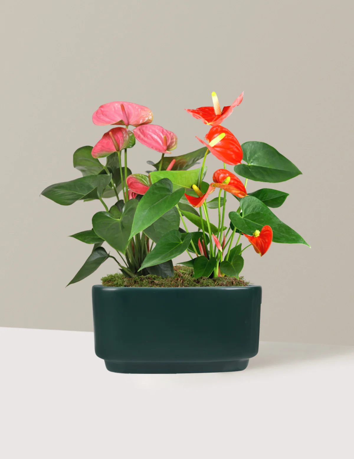 Image of New Colors! Double Anthurium