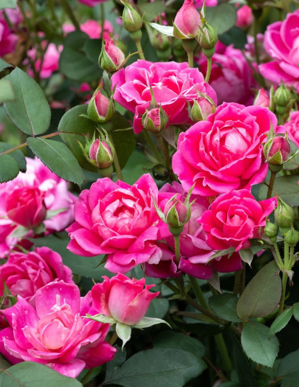 Image of Pink Double Knock Out® Rose
