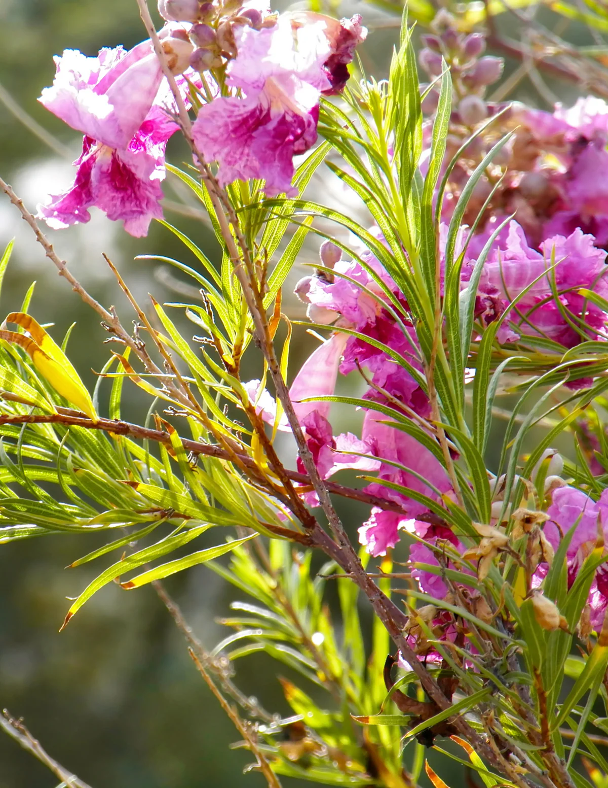 Image of Bubba Jones Desert Willow Tree