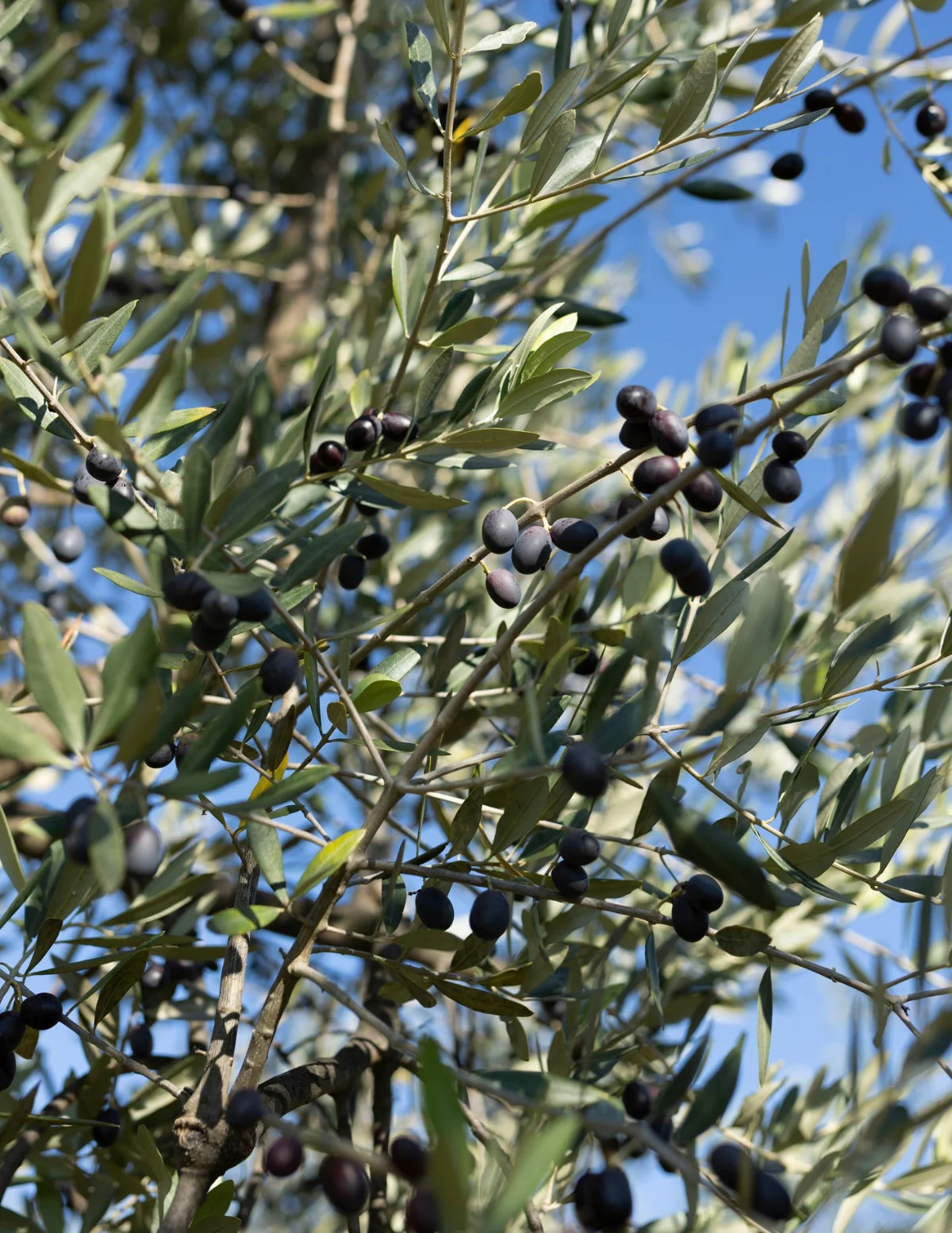 Image of Mission Olive Tree