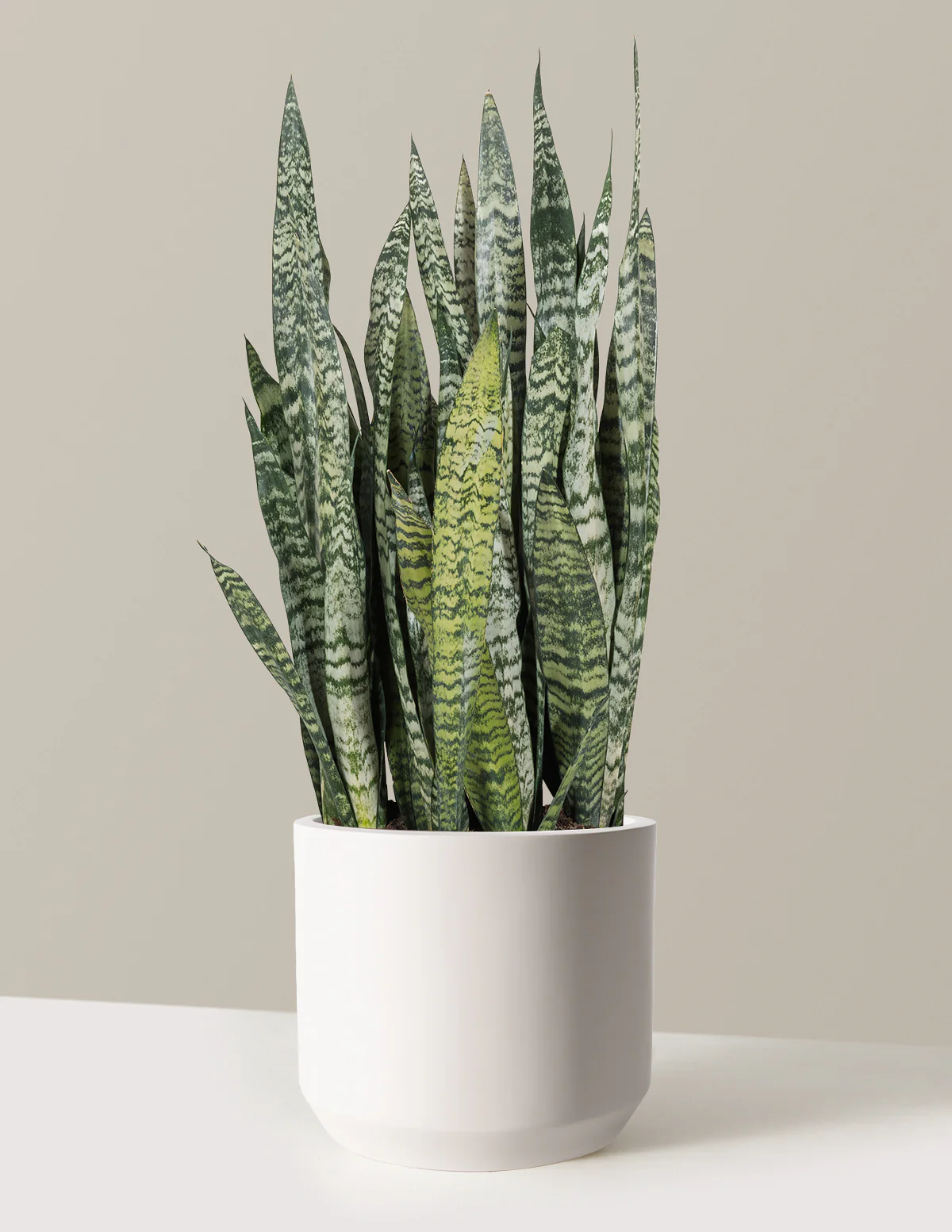 Image of Snake Plant Zeylanica