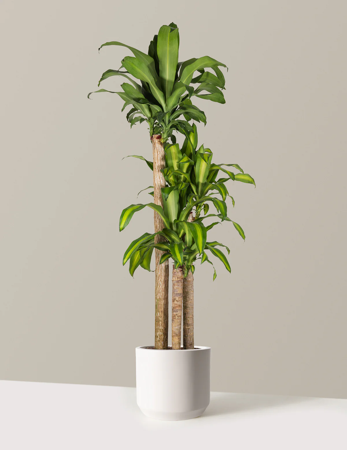 Image of Dracaena Mass Cane