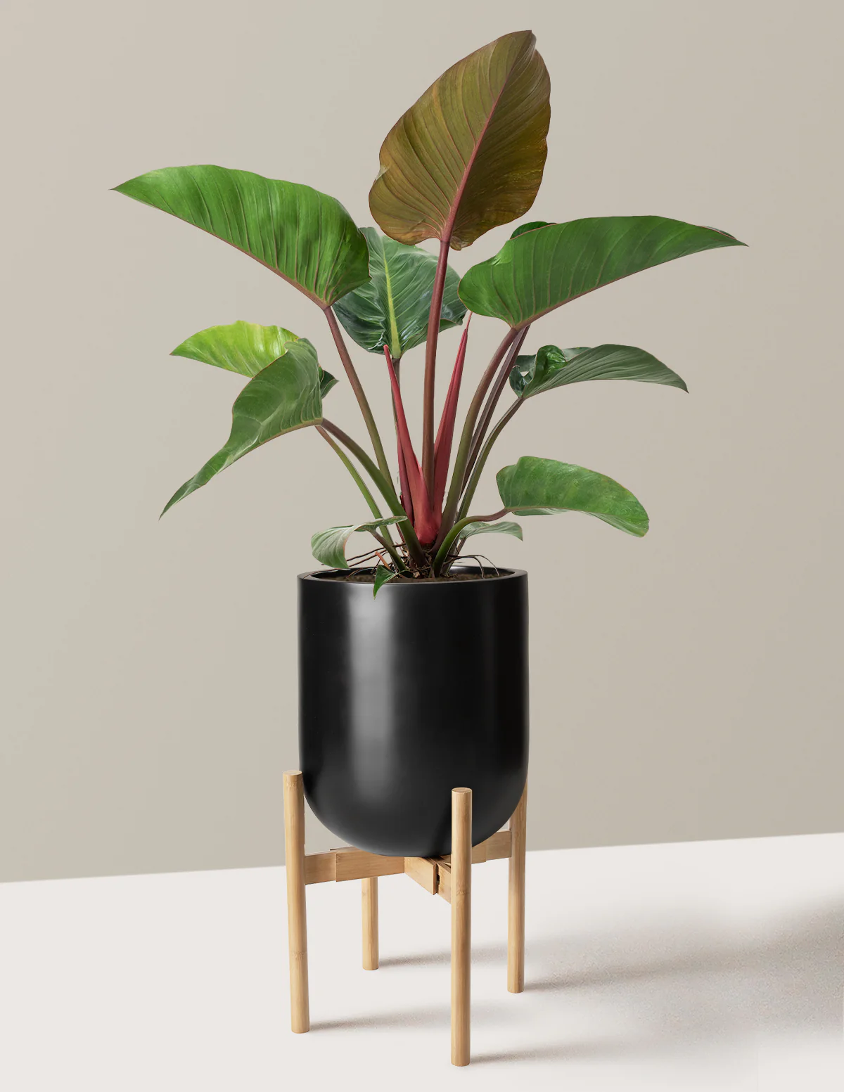 Image of Philodendron Rojo Congo