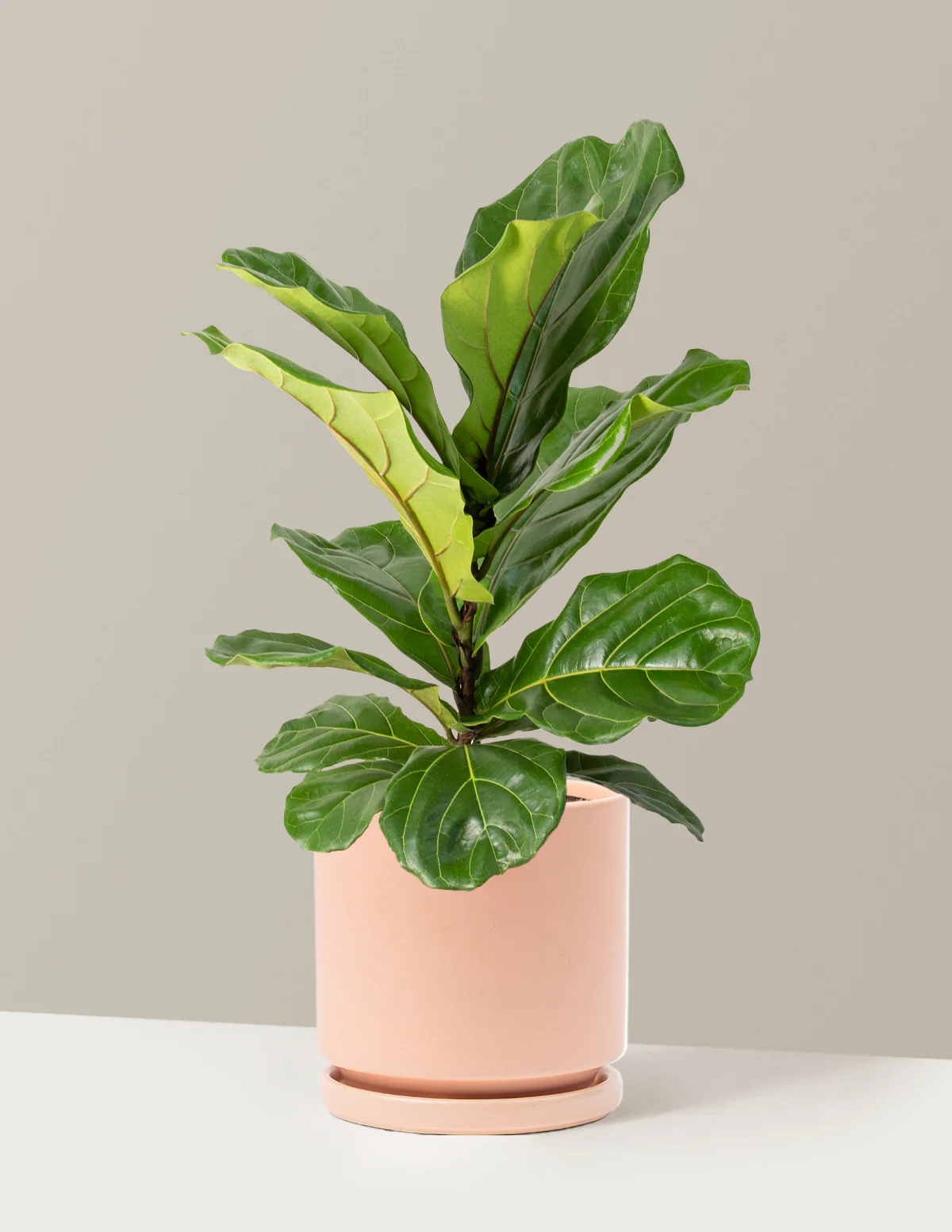 Image of Fiddle Leaf Fig Bush