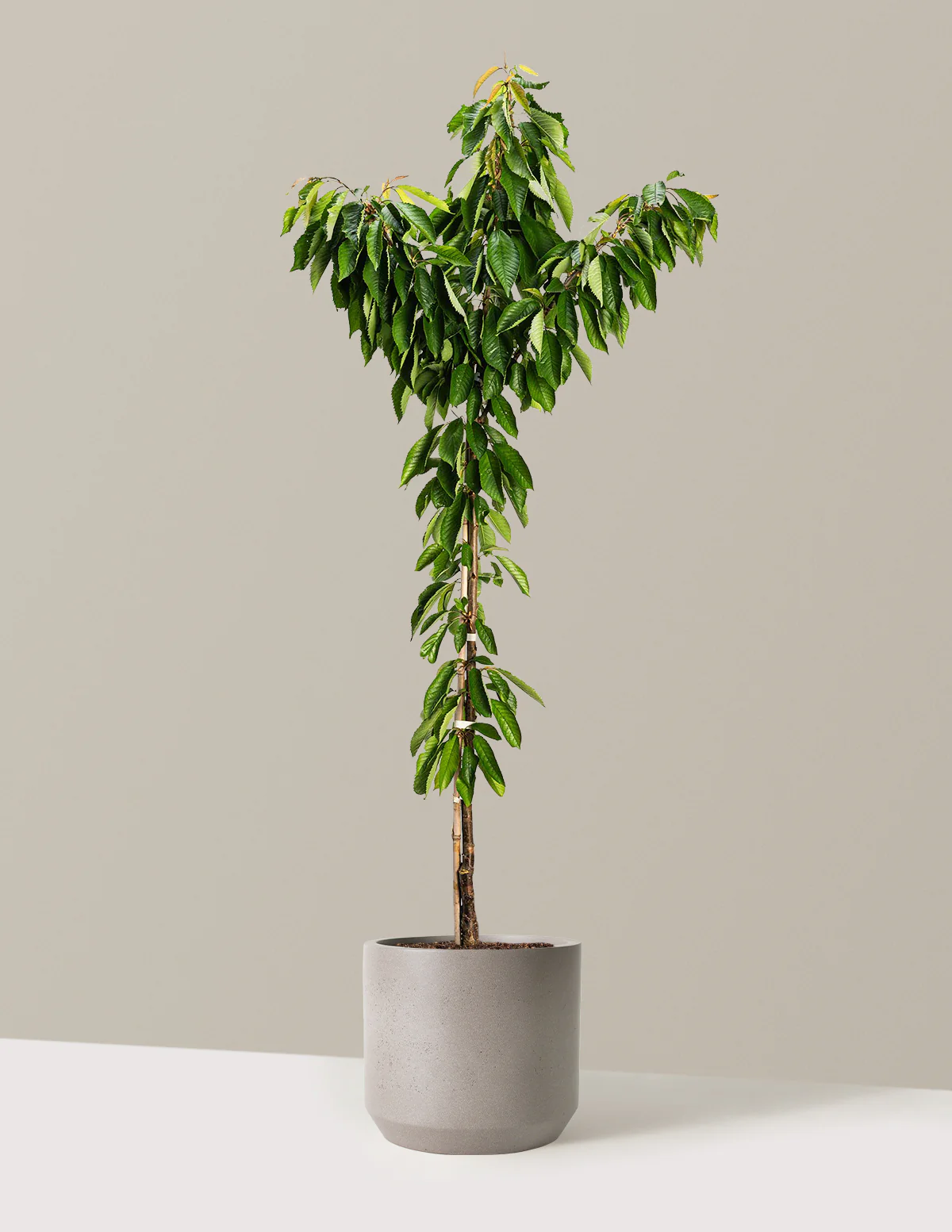 Image of Bing Cherry Tree