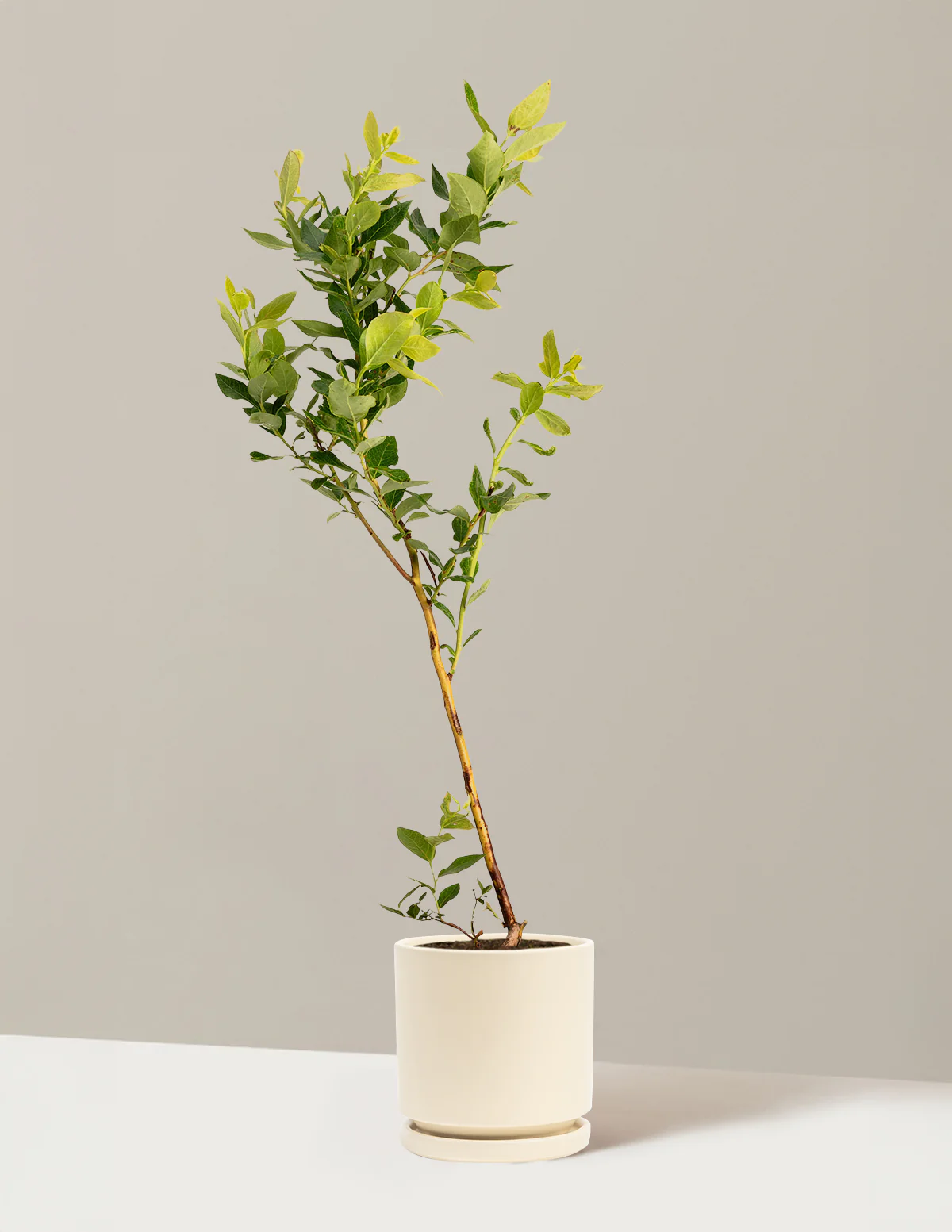 Image of Duke Blueberry