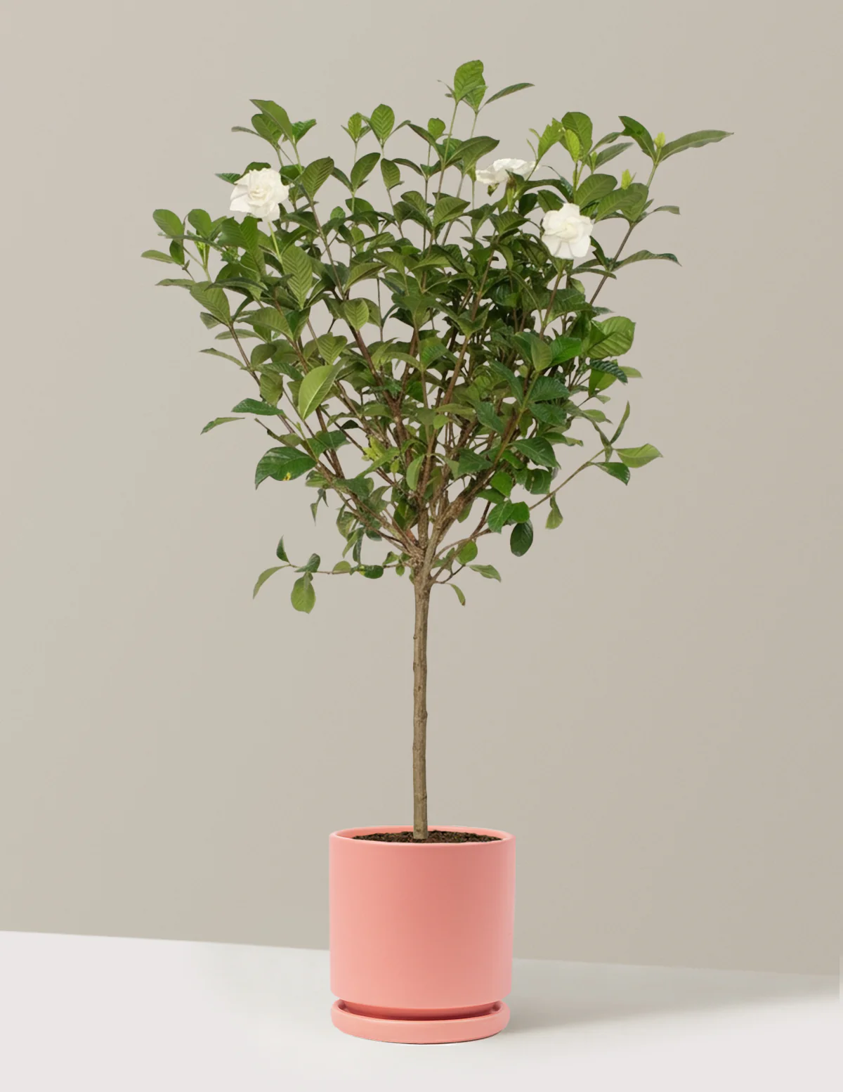 Image of Large Gardenia Tree