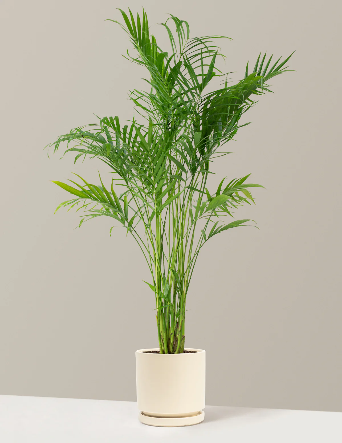 Image of Cat Palm