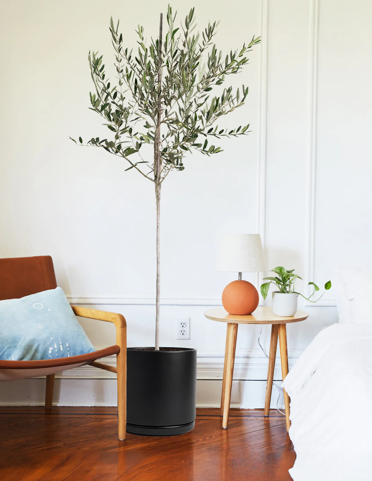 Image of Olive Tree