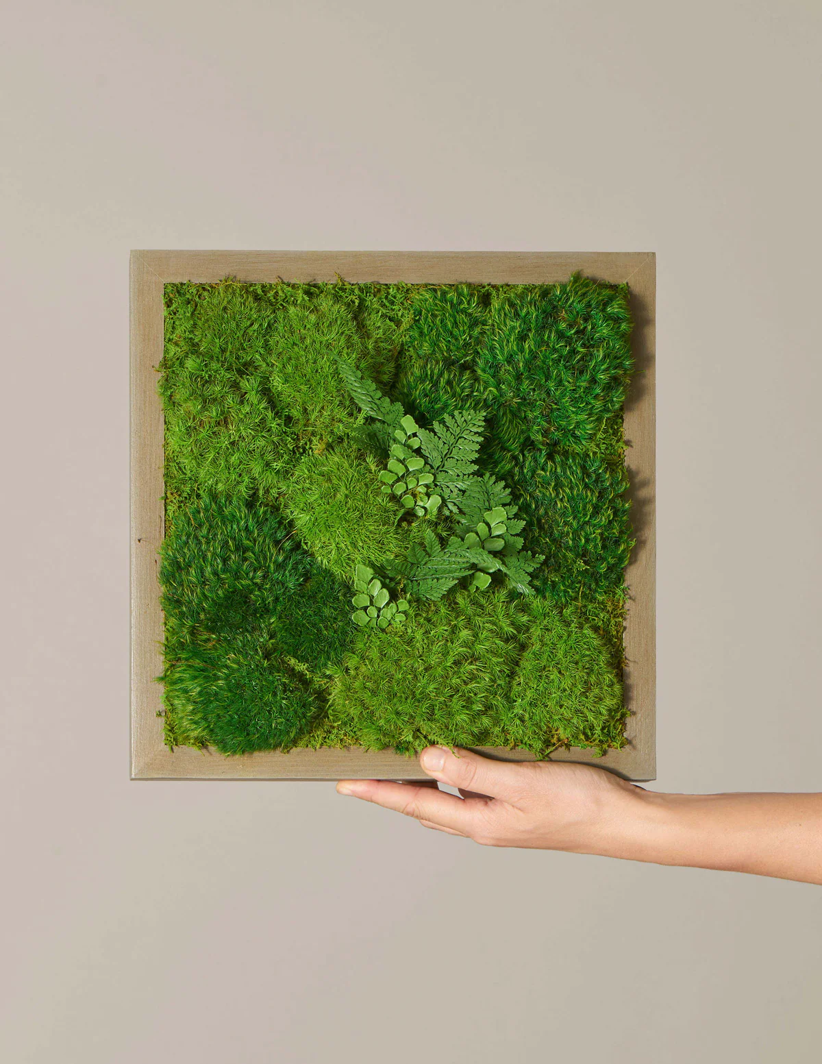 Image of Small Preserved Living Wall