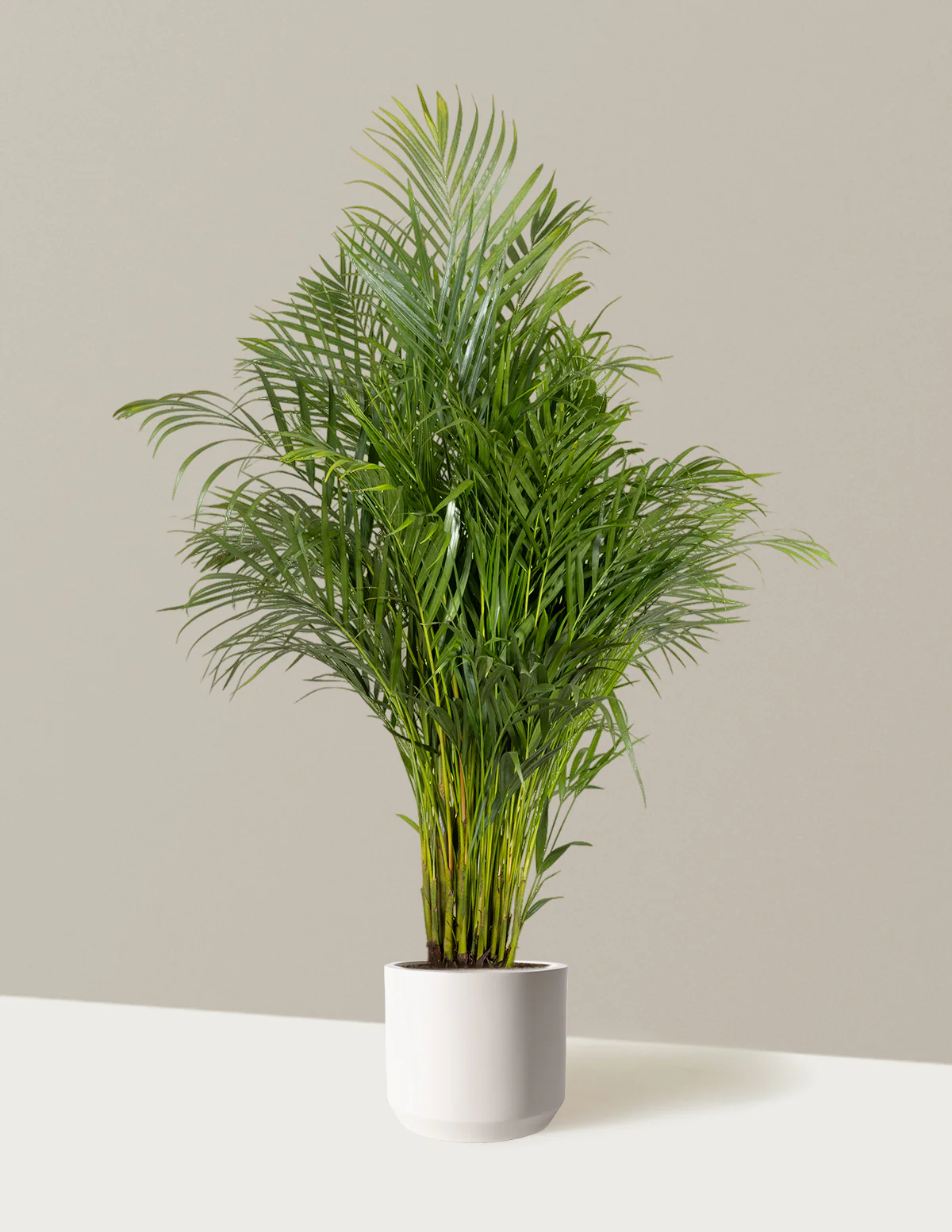 Image of Areca Purifying Palm