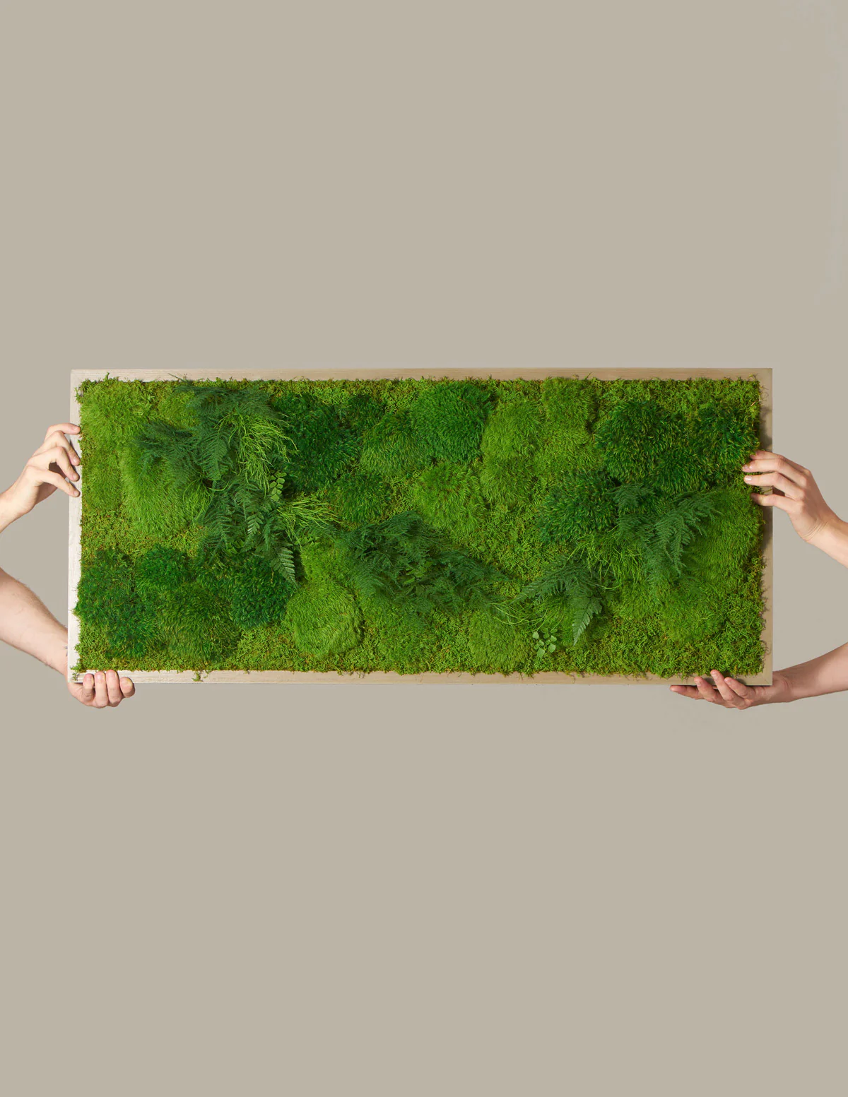 Image of Medium Preserved Living Wall