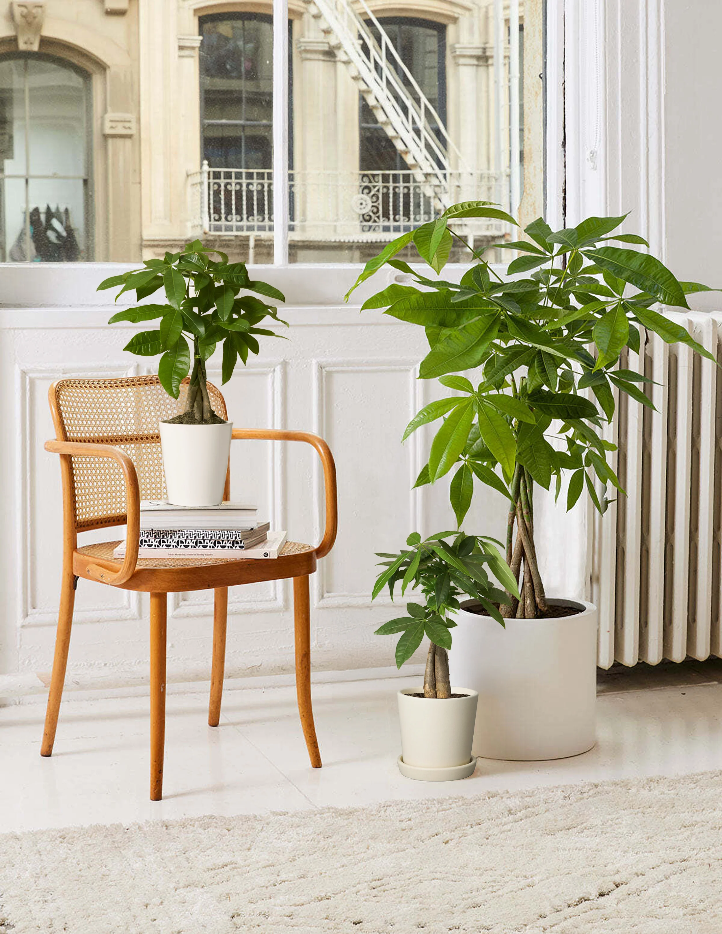 Image of Money Tree Plant