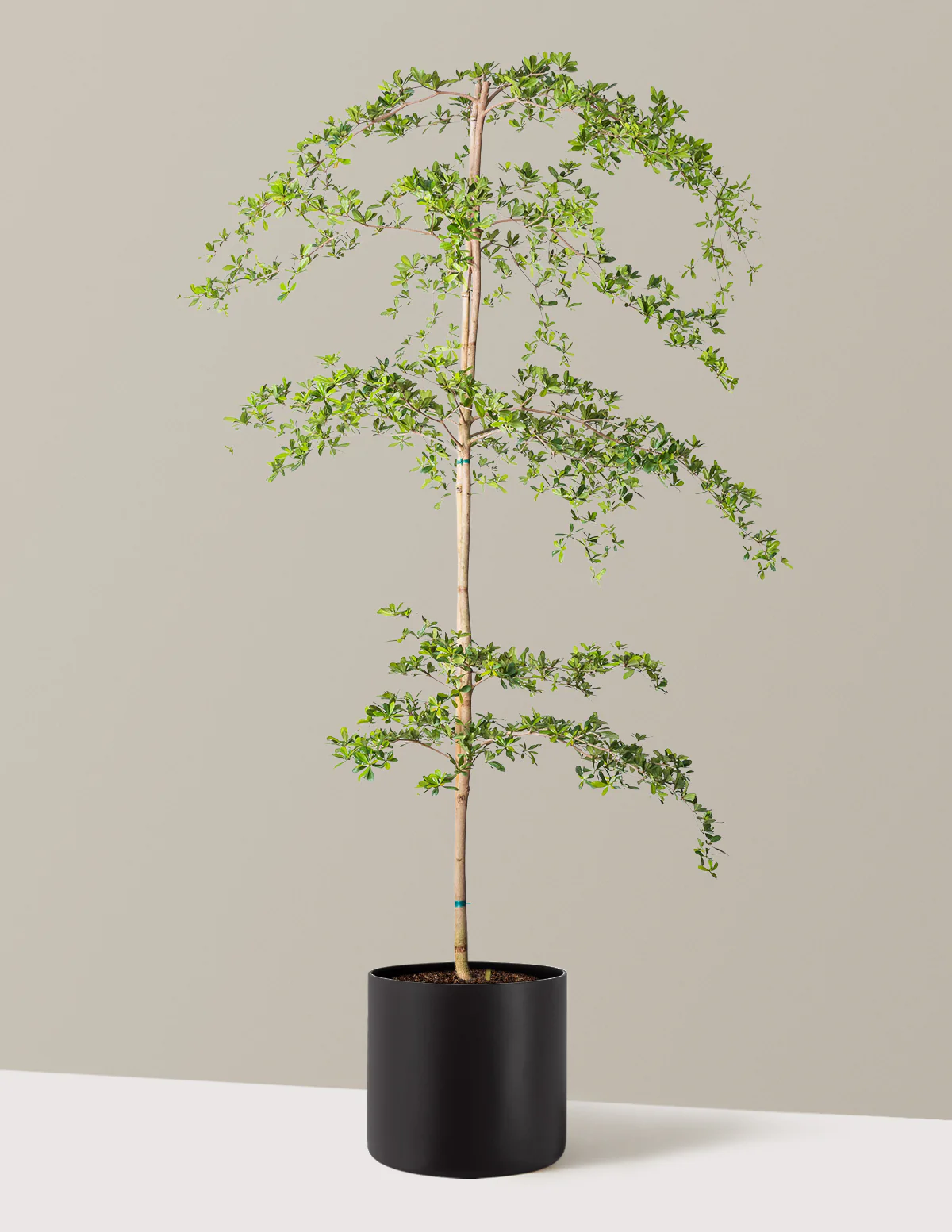Image of Black Olive Tree