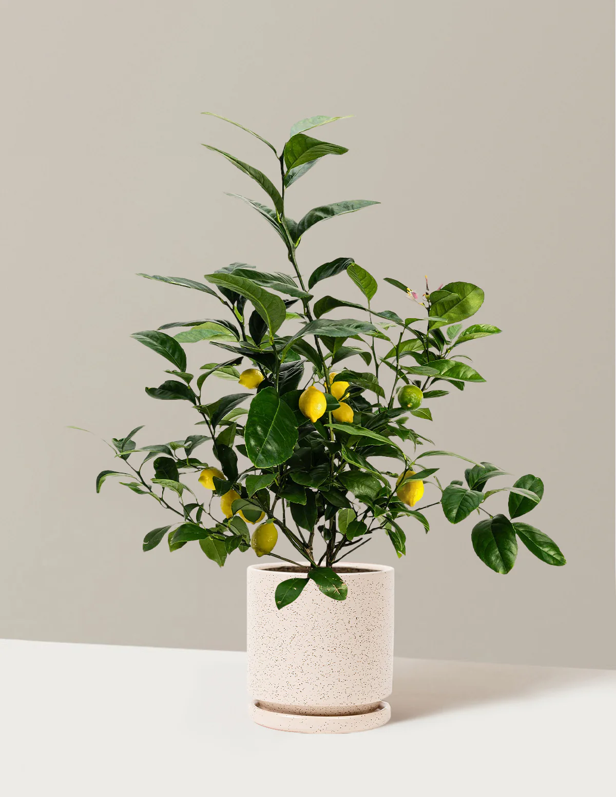 Image of Meyer Lemon
