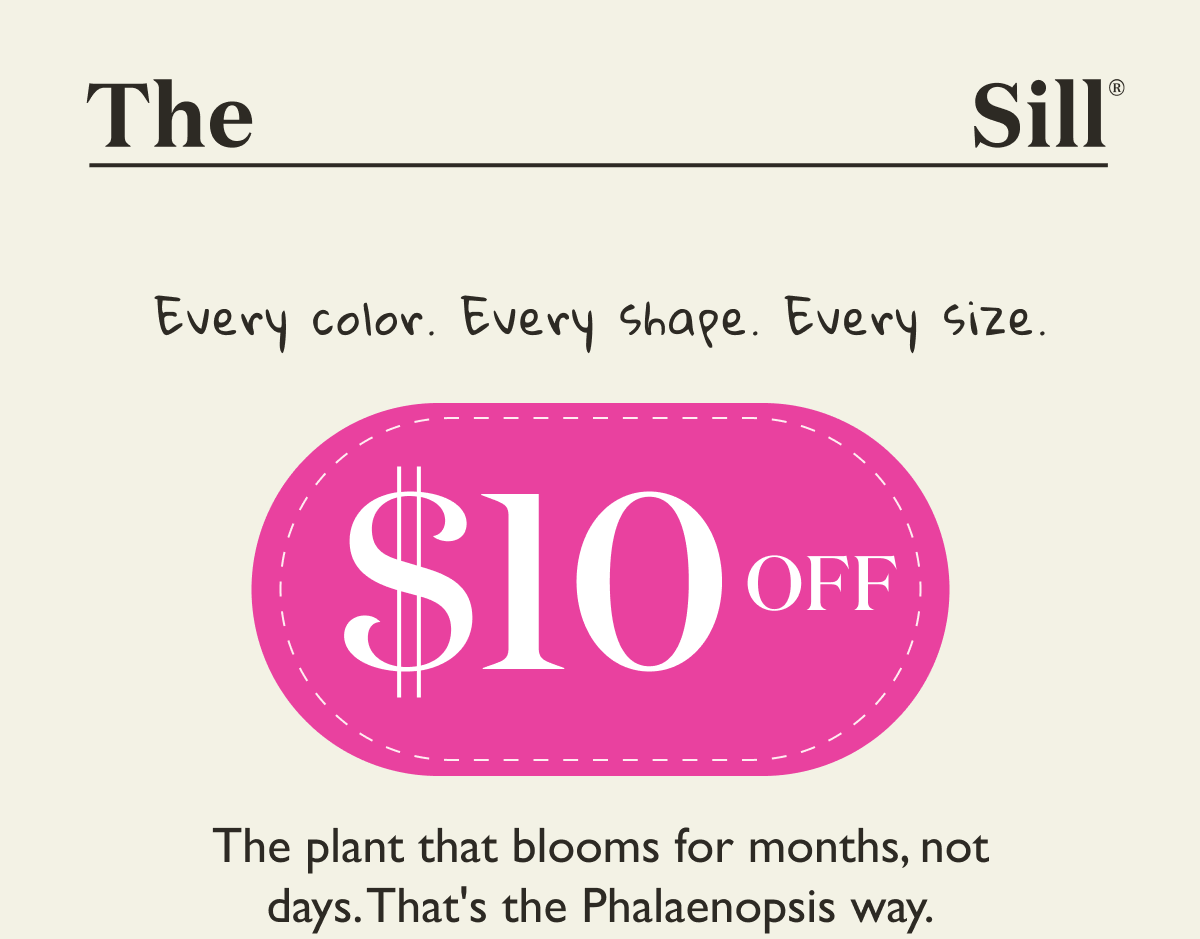 The plant that blooms for months, not days. That's the Phalaenopsis way. Use ORCHID10 at checkout. 