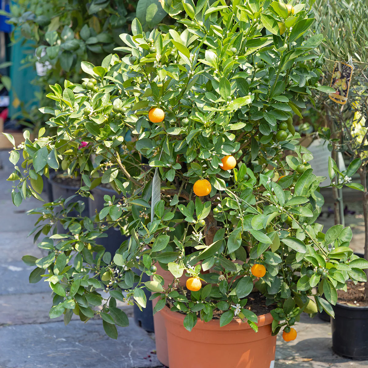 Image of Clementine Mandarin