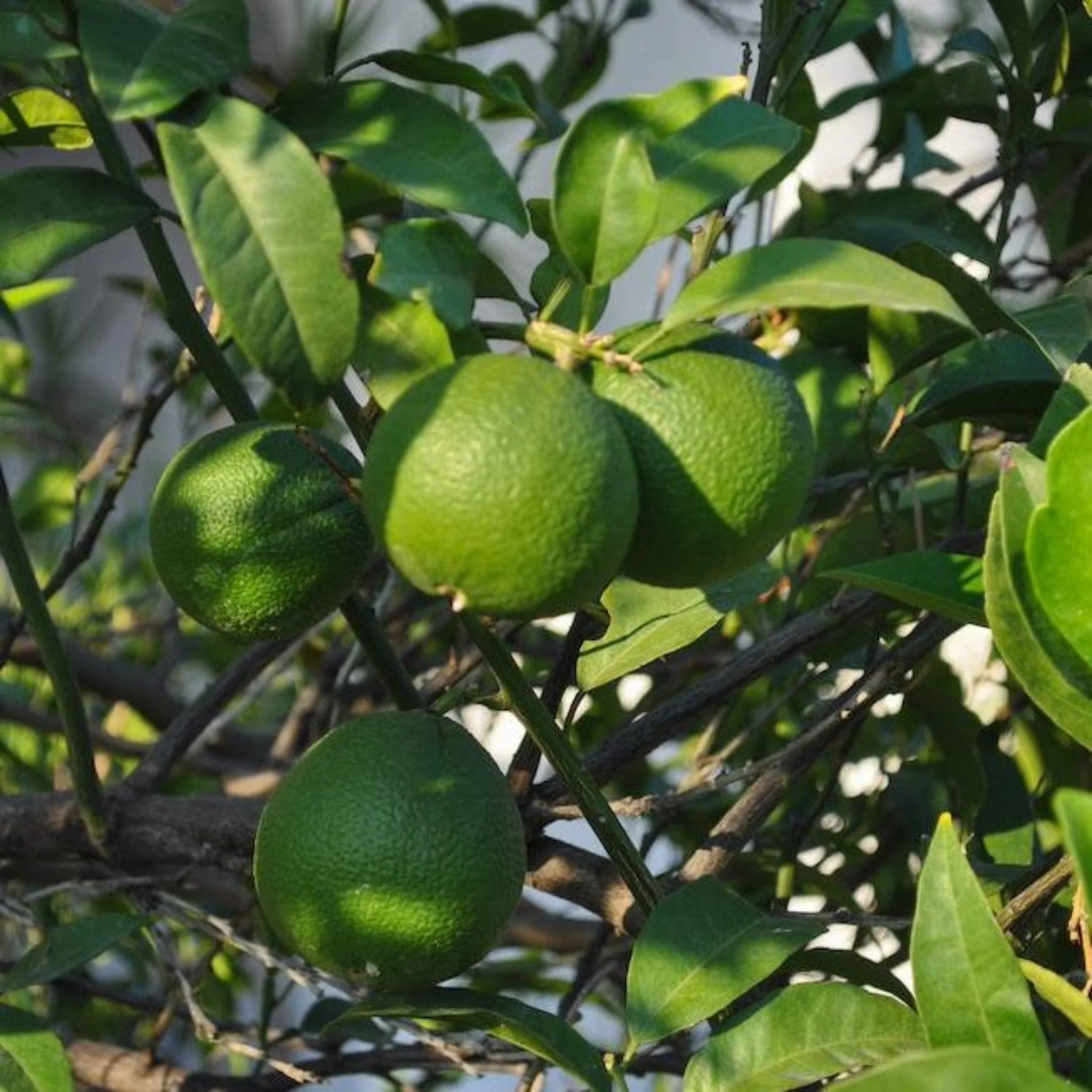 Image of Persian 'Bearss' Lime