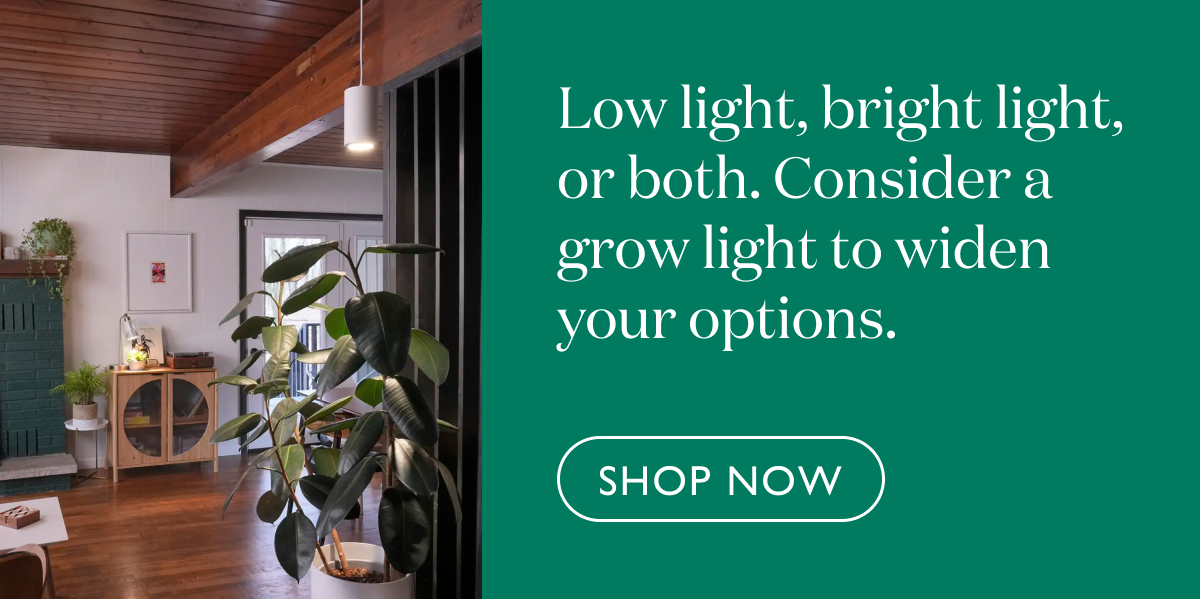 Low light, bright light, or both. Consider a grow light to widen your options.