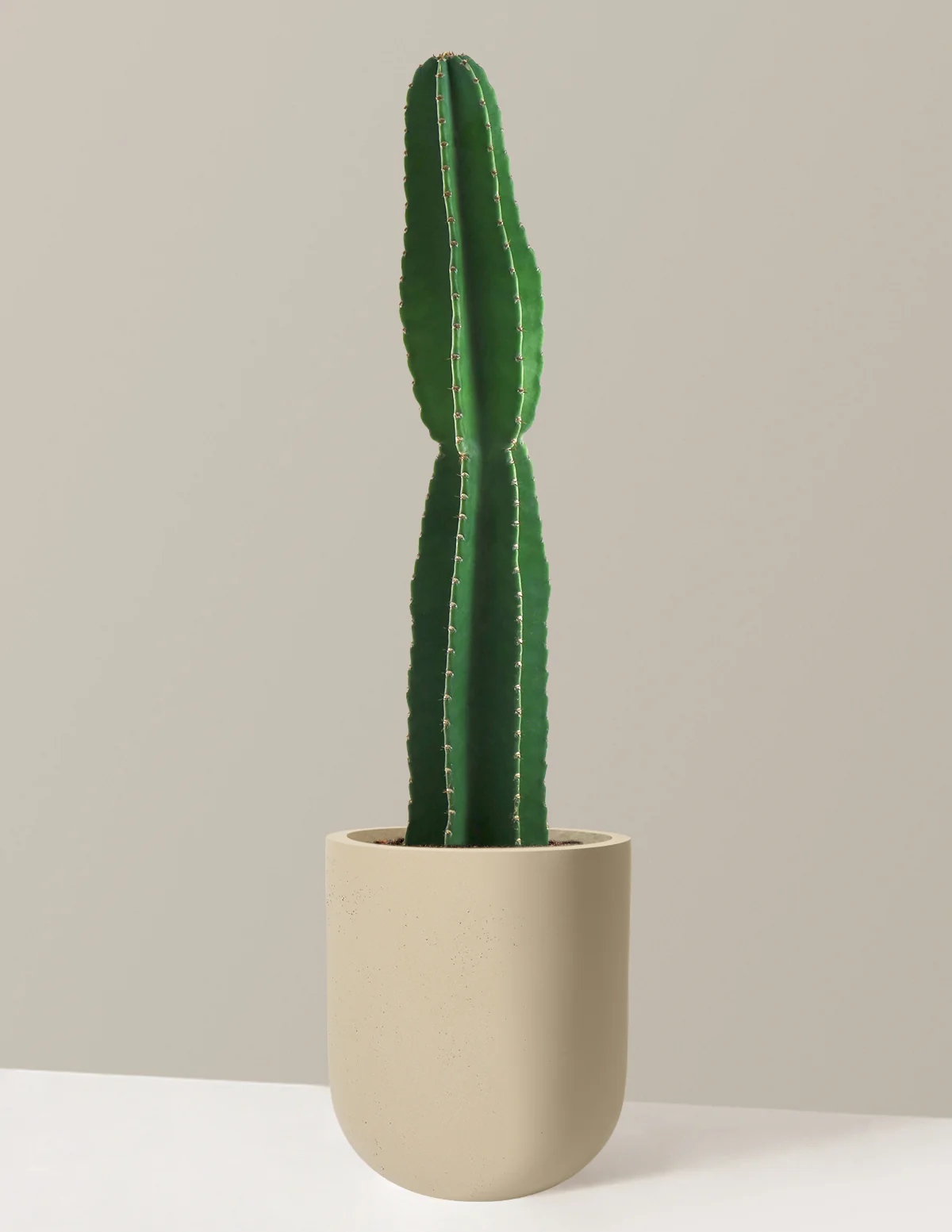 Image of Peruvian Apple Cactus