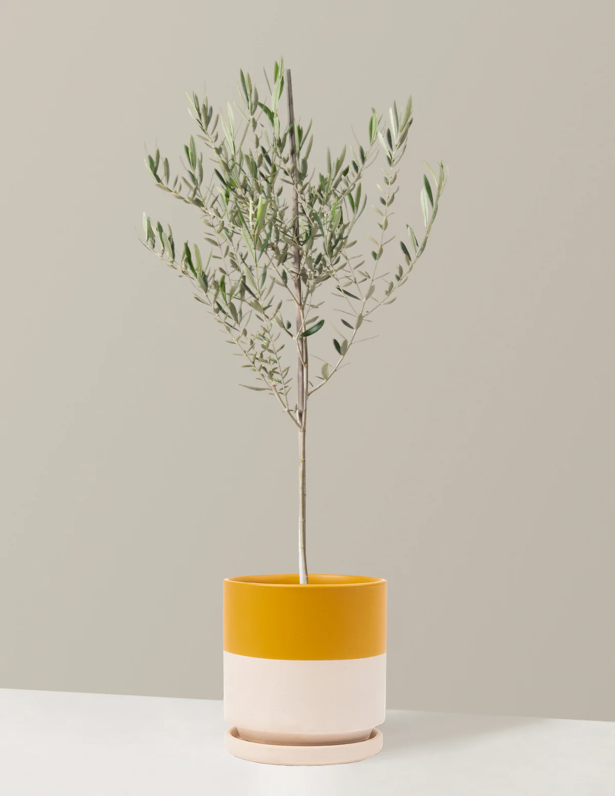Image of Olive Tree