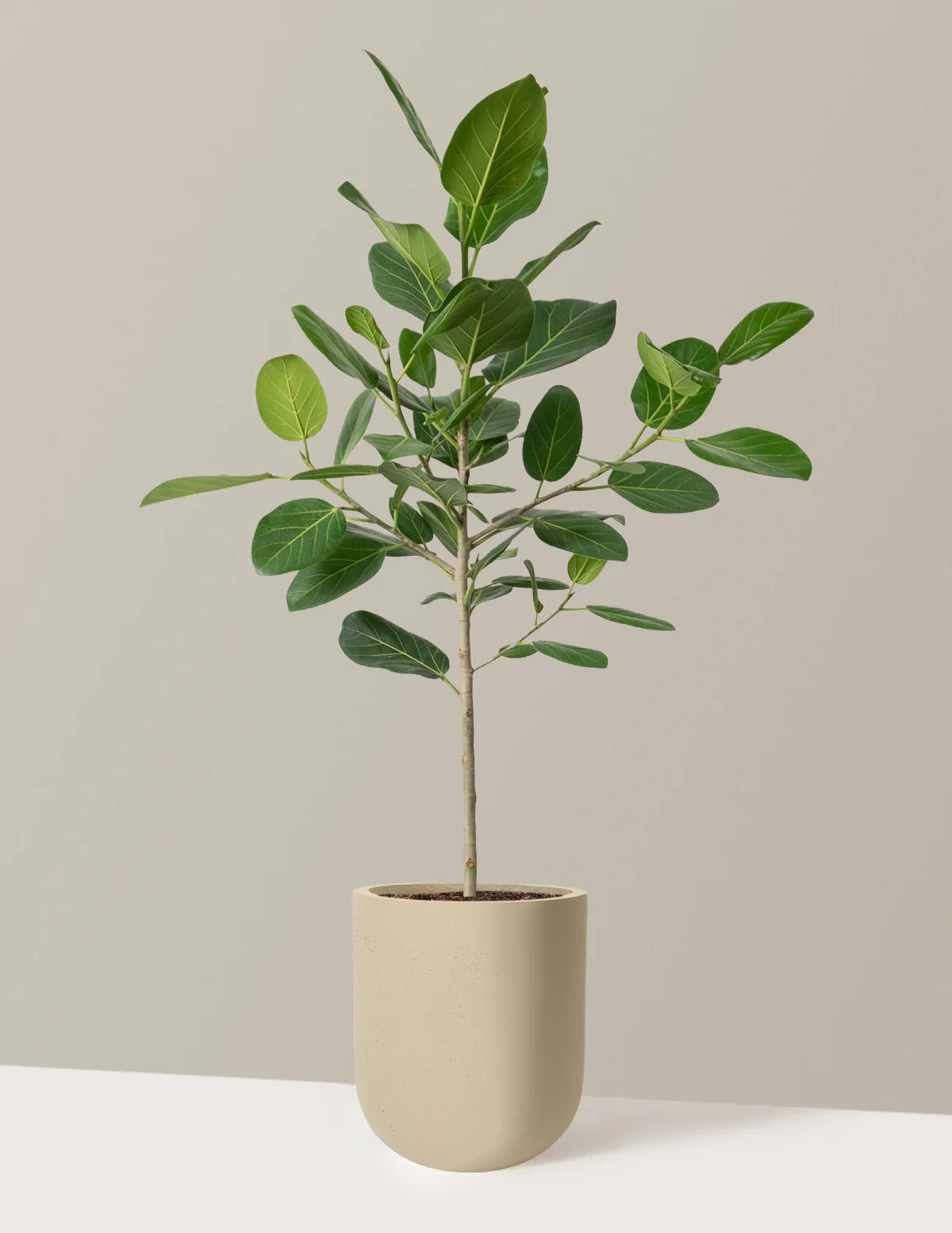 Image of Ficus Audrey Tree