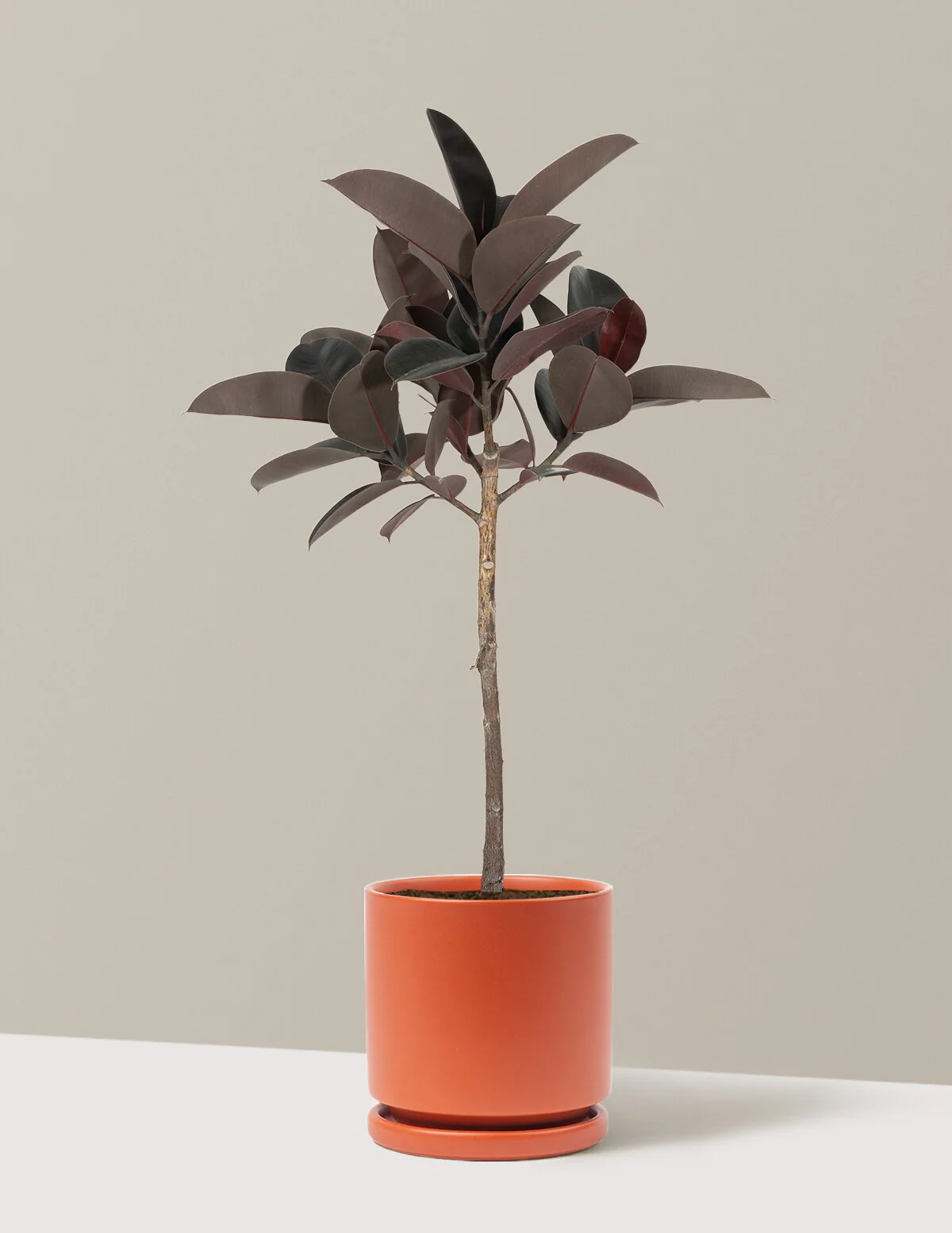 Image of Ficus Burgundy Rubber Tree