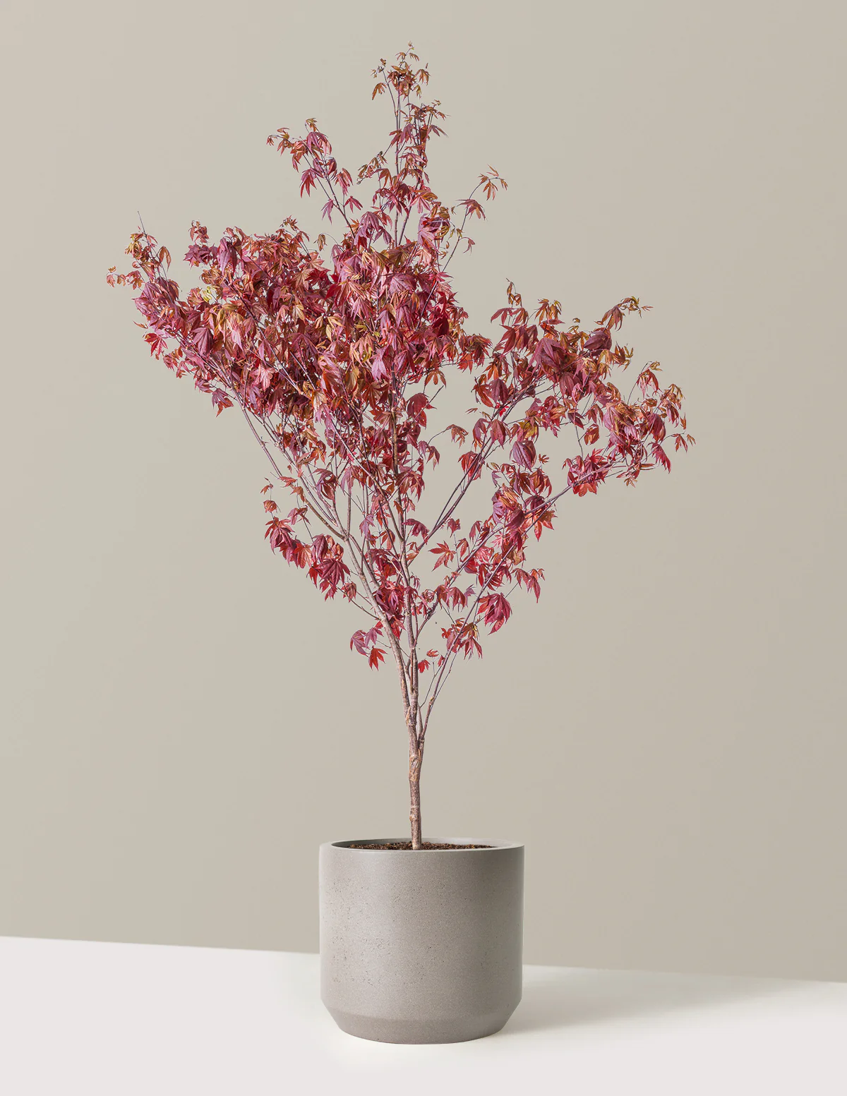 Image of Bloodgood Japanese Maple