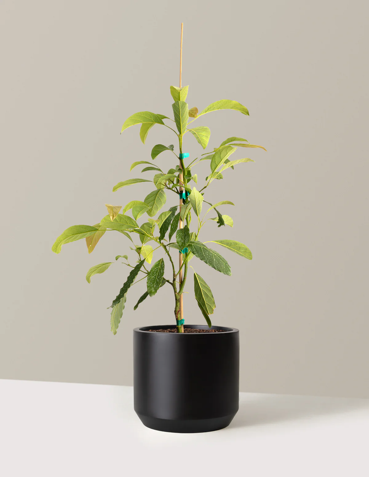 Image of Hass Avocado Tree