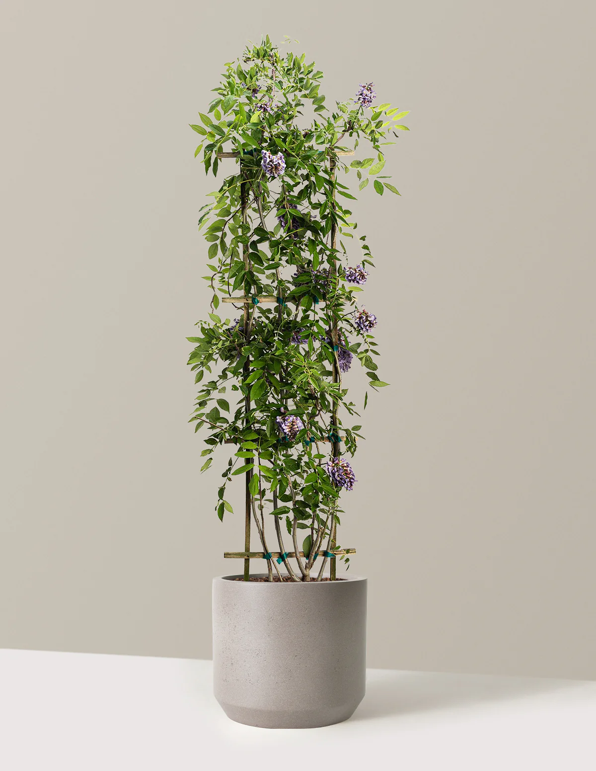Image of Amethyst Falls Wisteria