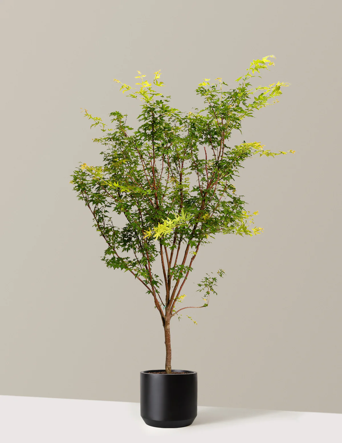 Image of Coral Bark Japanese Maple Tree