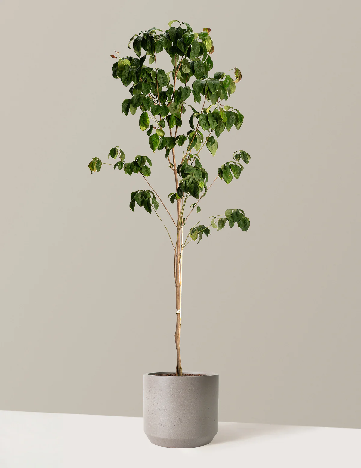 Image of Cherokee Brave Pink Dogwood