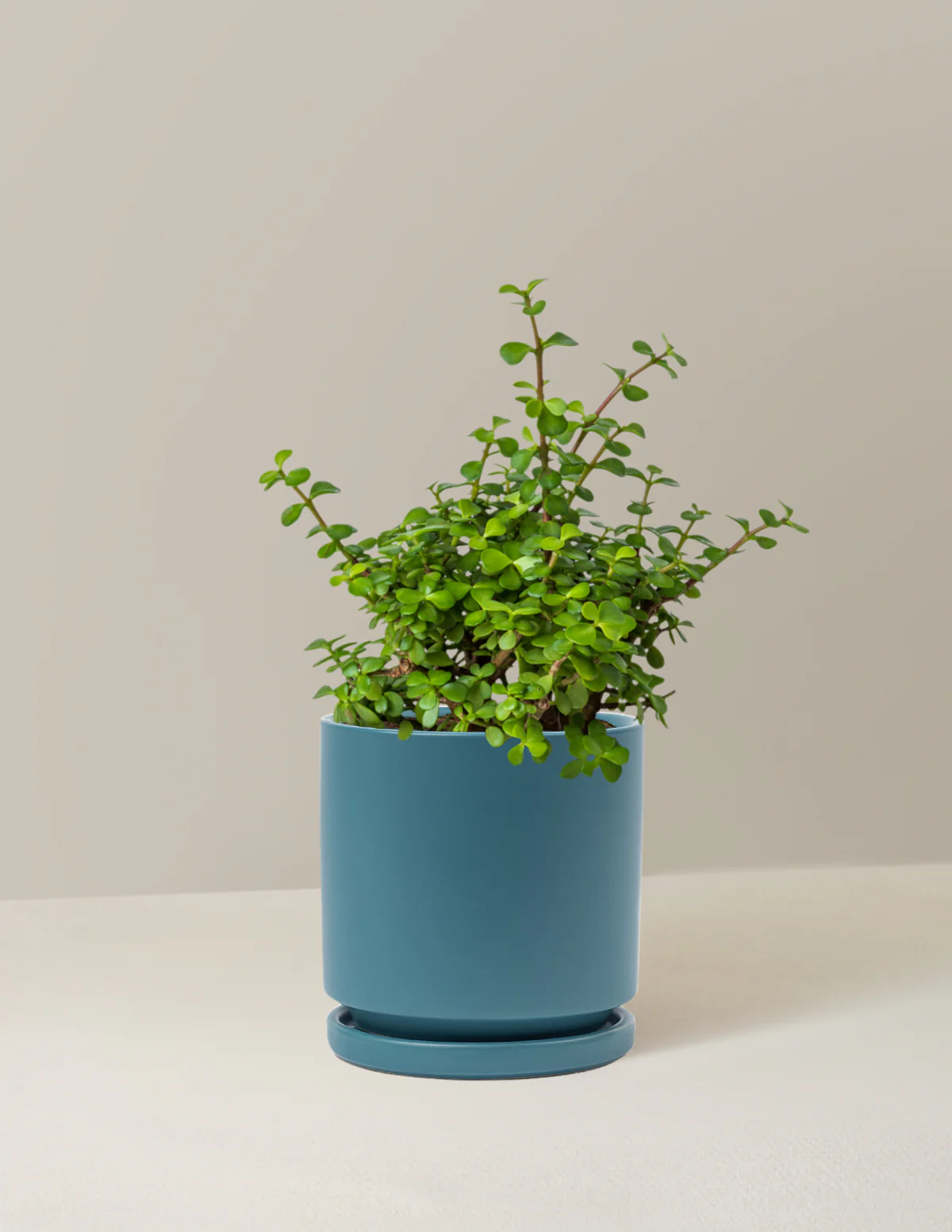 Image of Prosperity Plant