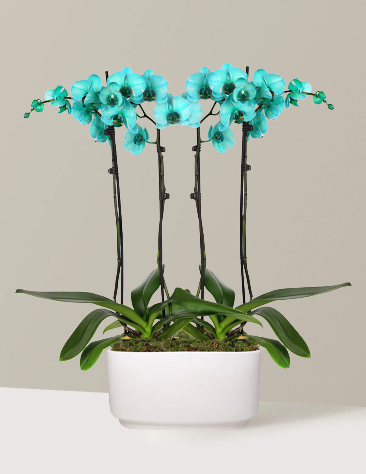Image of Turquoise Orchid