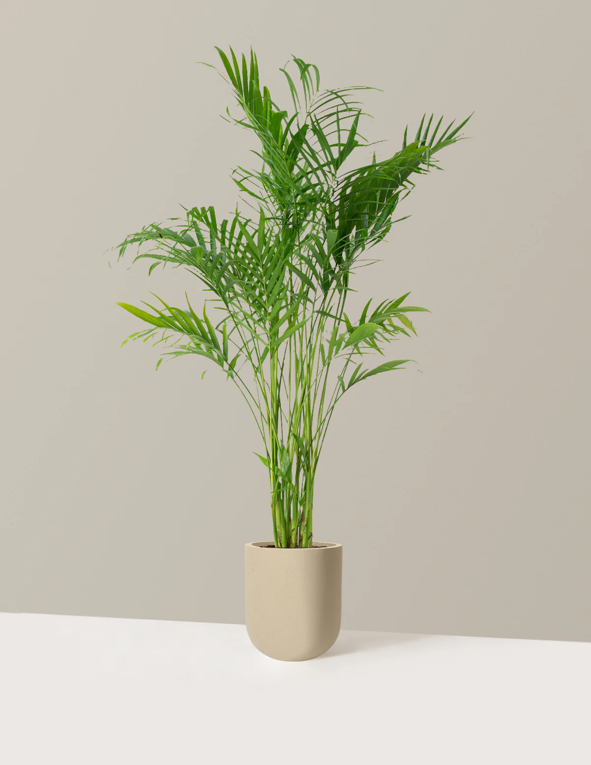 Image of Large Cat Palm