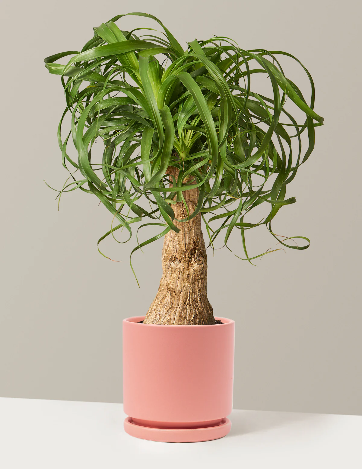 Image of Ponytail Palm