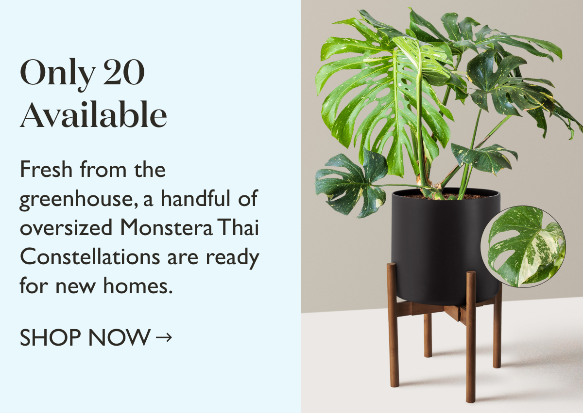 Fresh from the greenhouse, a handful of oversized Monstera Thai Constellations are ready for new homes.