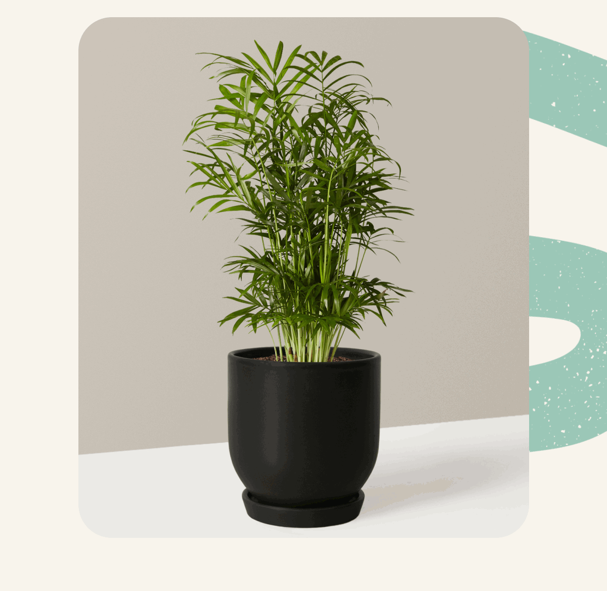 Westcott Planter