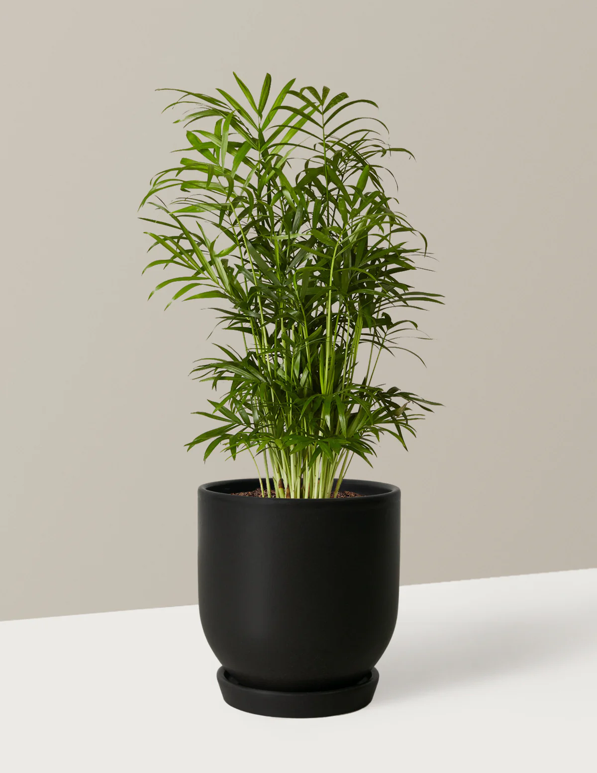 Image of Parlor Palm