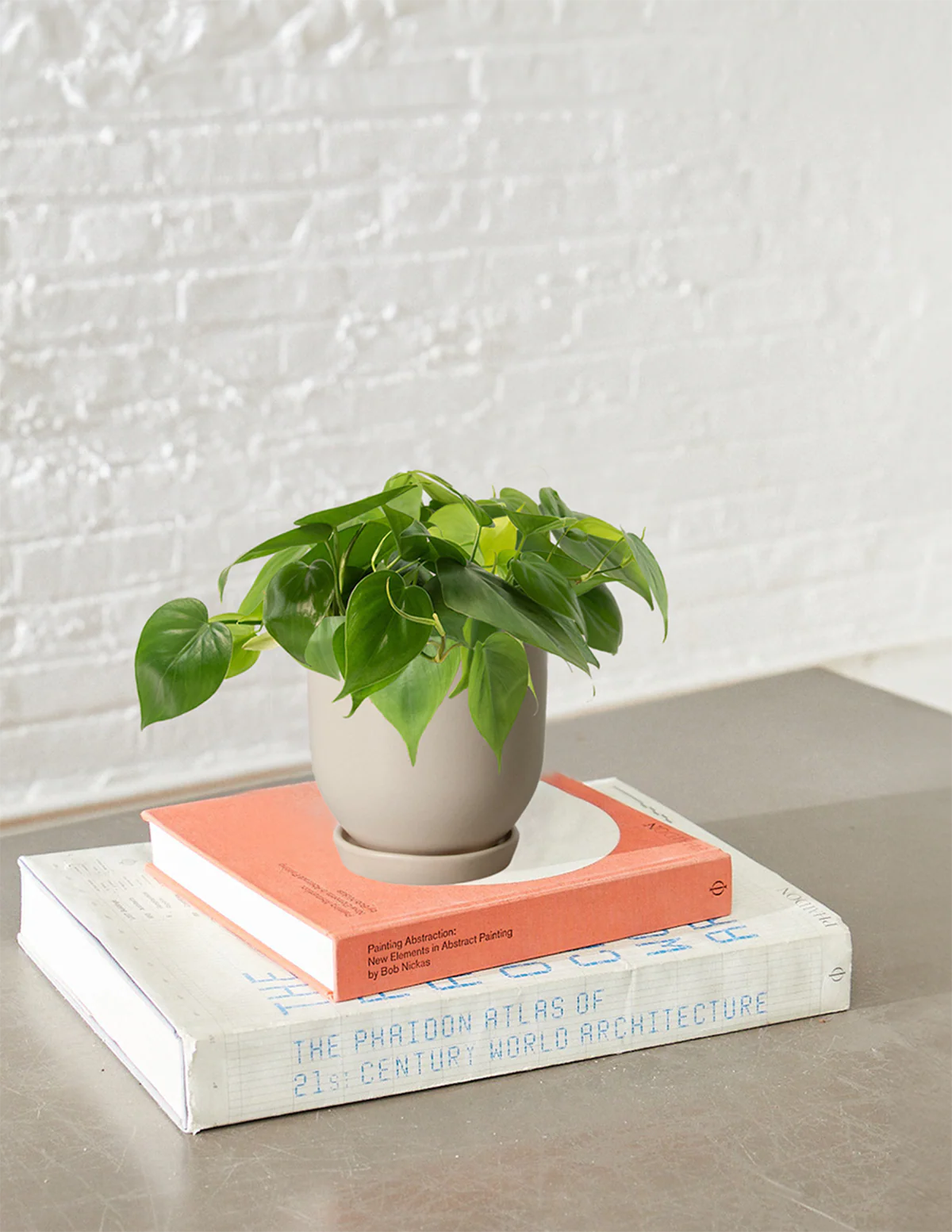 Image of Heartleaf Philodendron