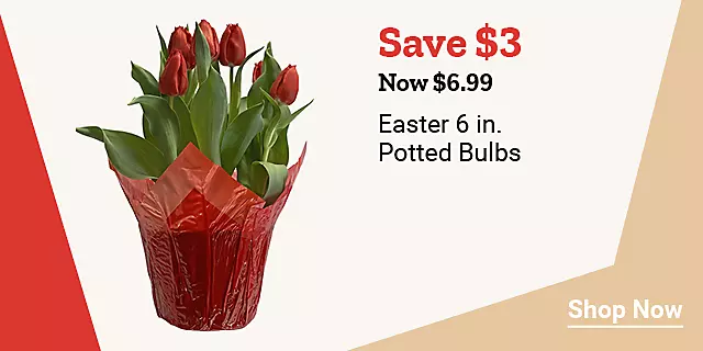  25Week16EasterPottedBulbs 