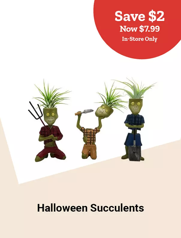  25Week42HalloweenSucculents 