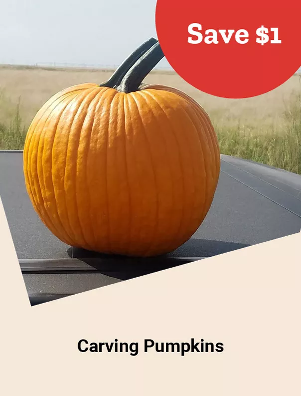  25Week42CarvingPumpkins 