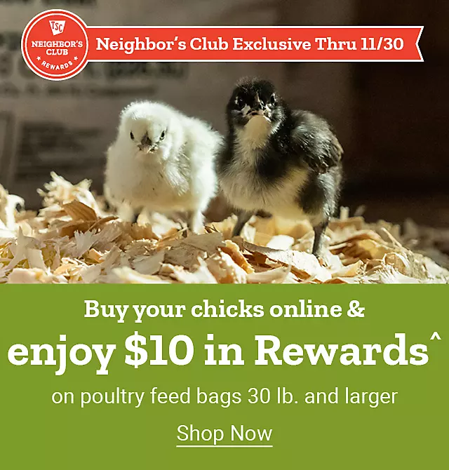  25Week42 WeeklyBanner NCOnlineBirdAndFeed 