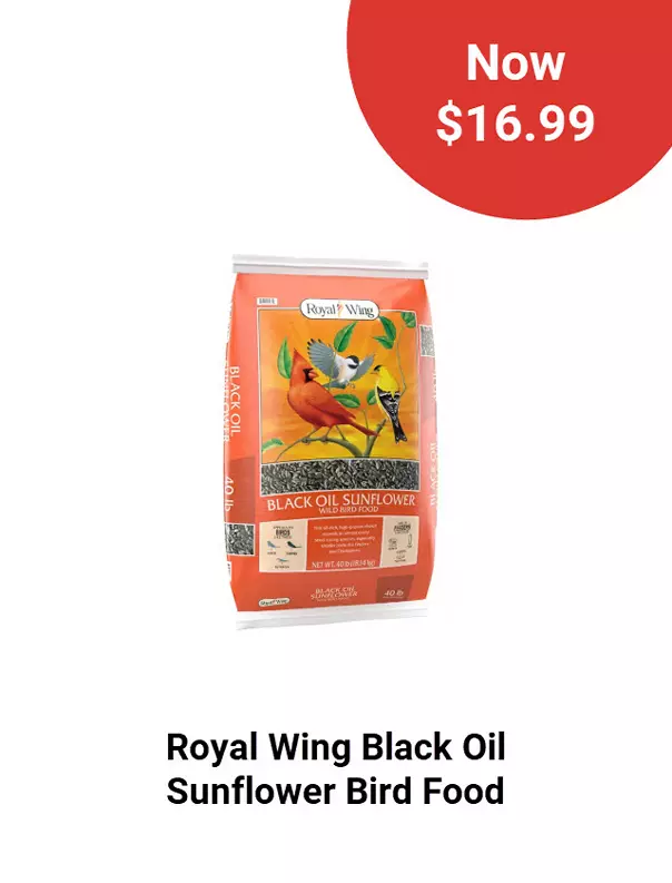  26Week3RoyalWingBlackOilSunflowerBirdFood 