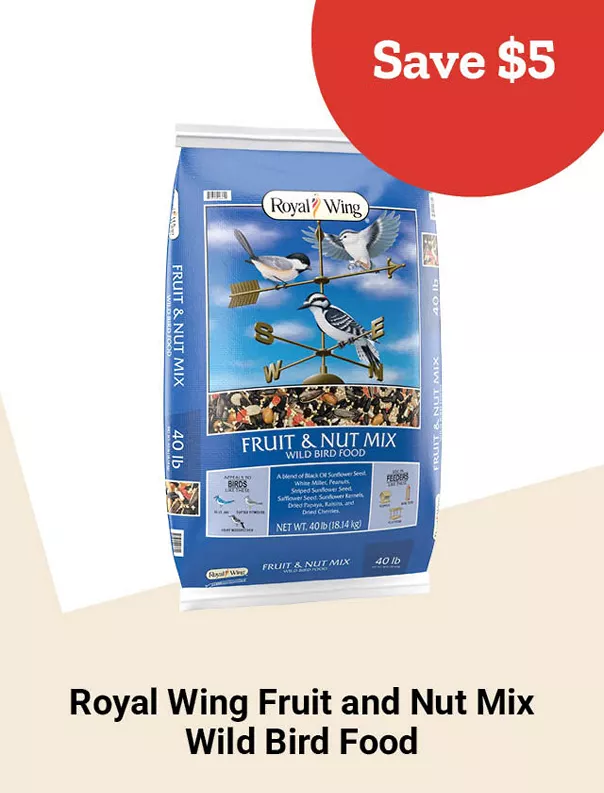  Week10and23 2026 TopDeals RoyalWing Tile jpg 